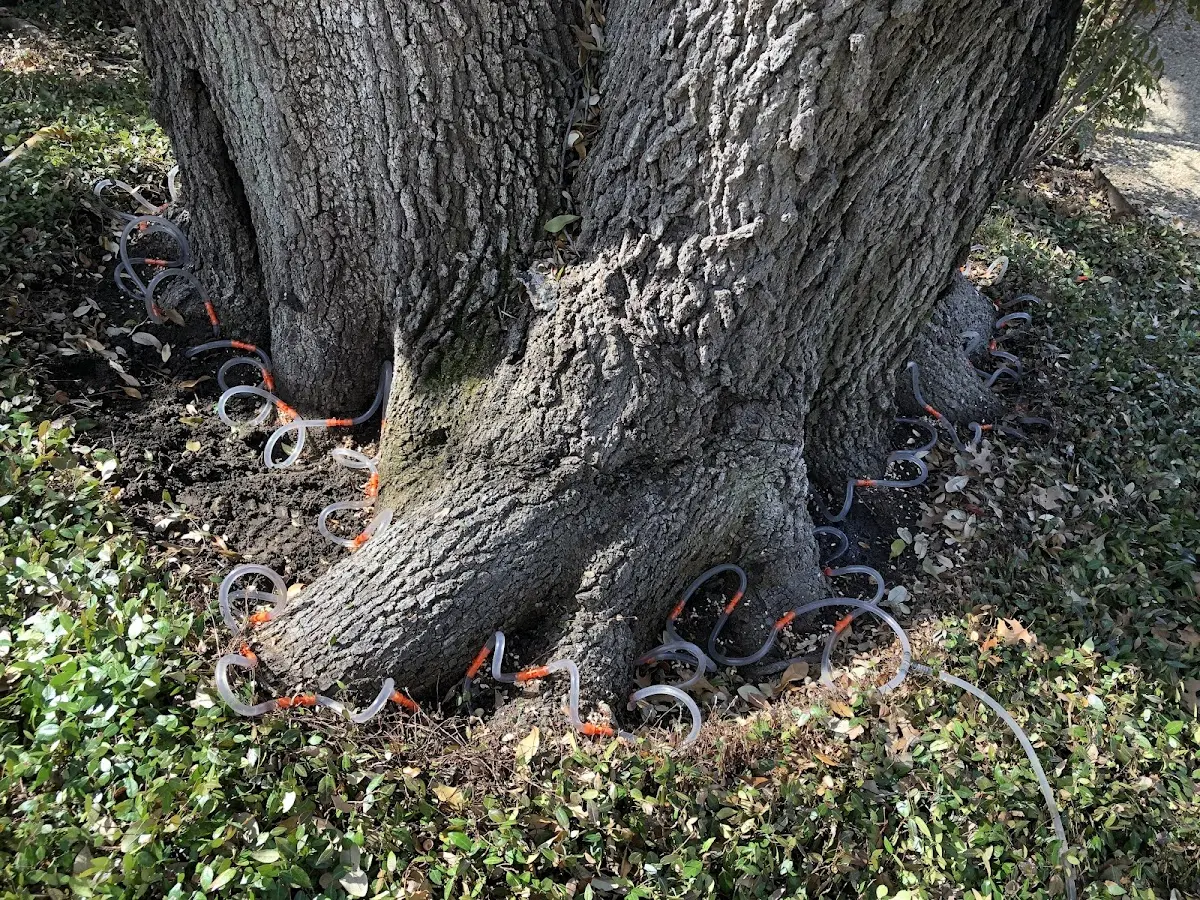 Detailed Tree Cabling and Bracing job site in West Chester