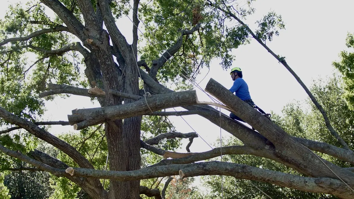 Professional Crown Thinning performed by certified arborists in West Chester