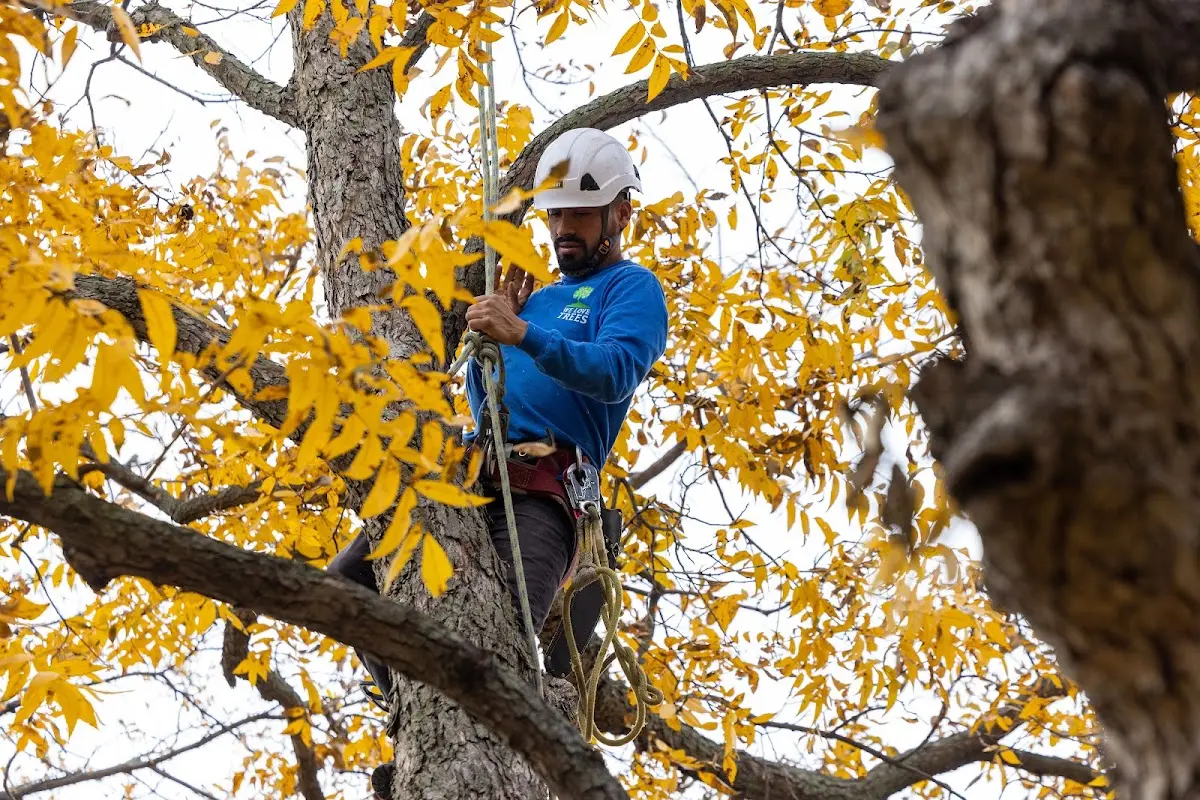 Skilled Emergency Tree Service crew working in West Chester